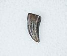 Acheroraptor (Dromaeosaur) Tooth - Montana #12269-1